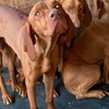 Vizla Hunde Valcea R